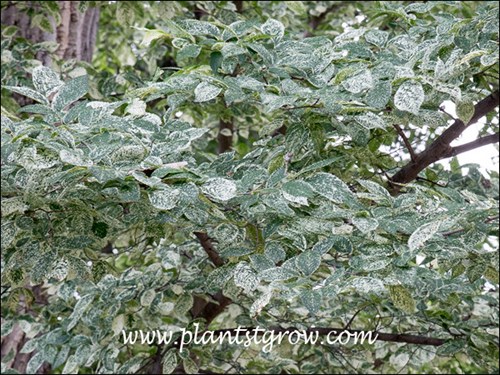 Nice speckled variegated foliage.